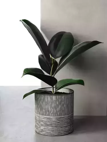 Ficus Elastica in Pot