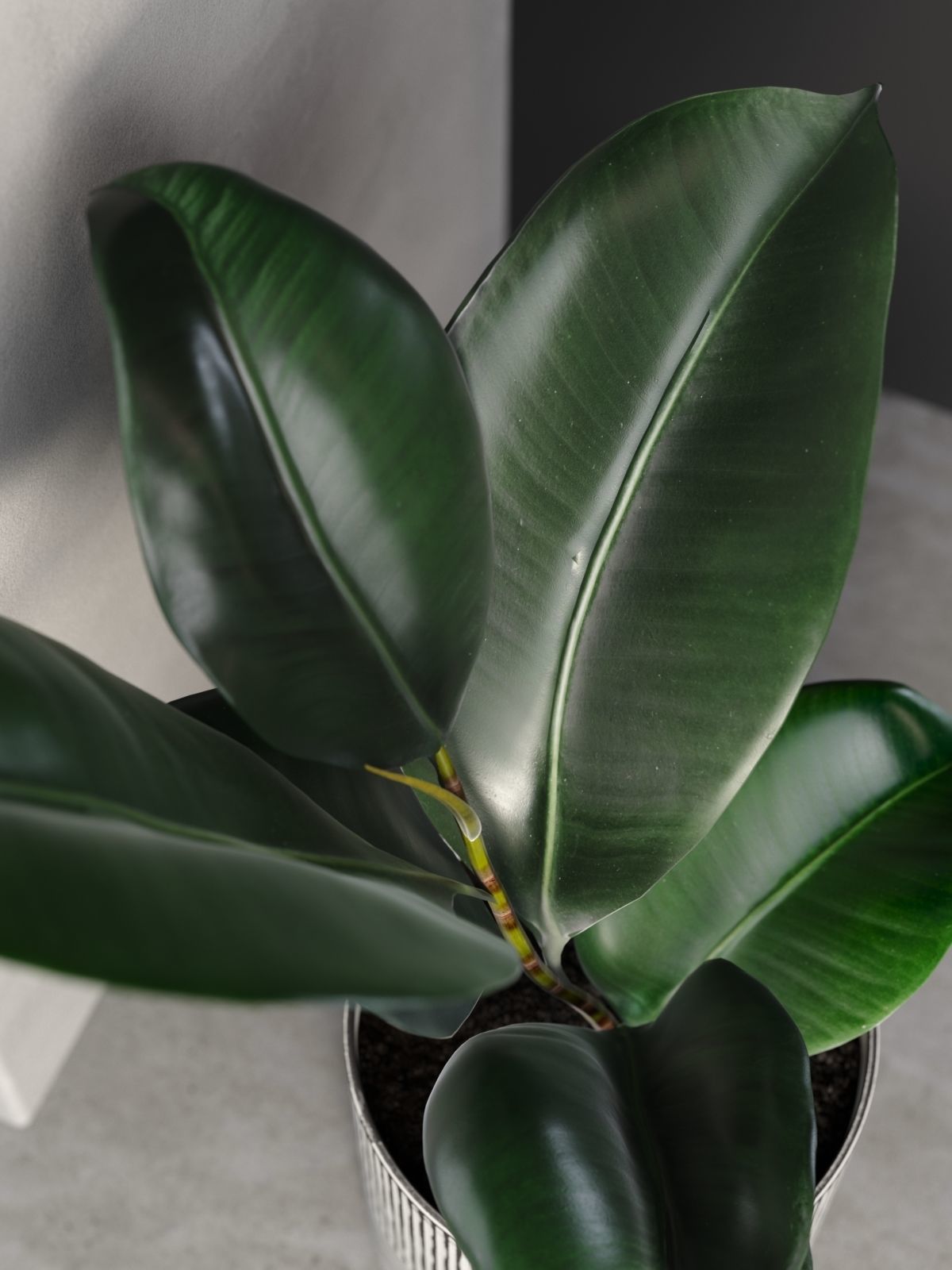 Ficus Elastica in Pot 3D model_2