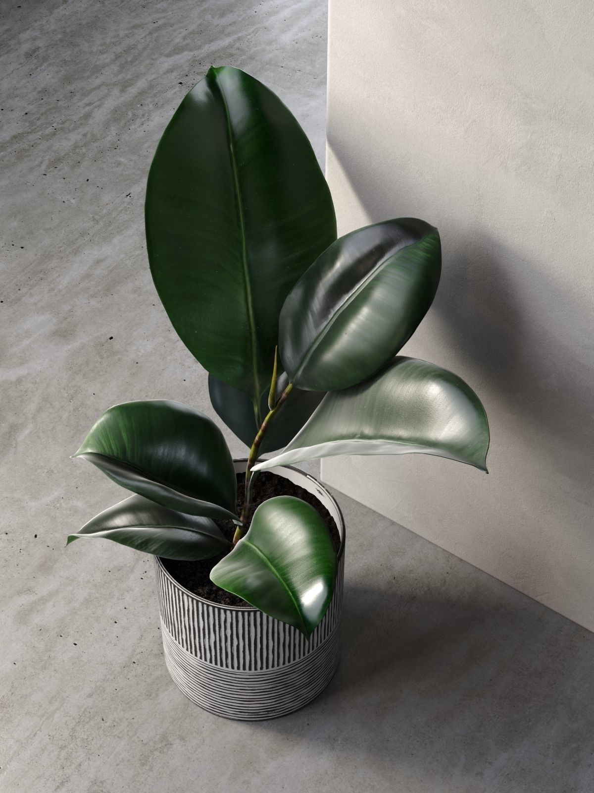 Ficus Elastica in Pot 3D model_1