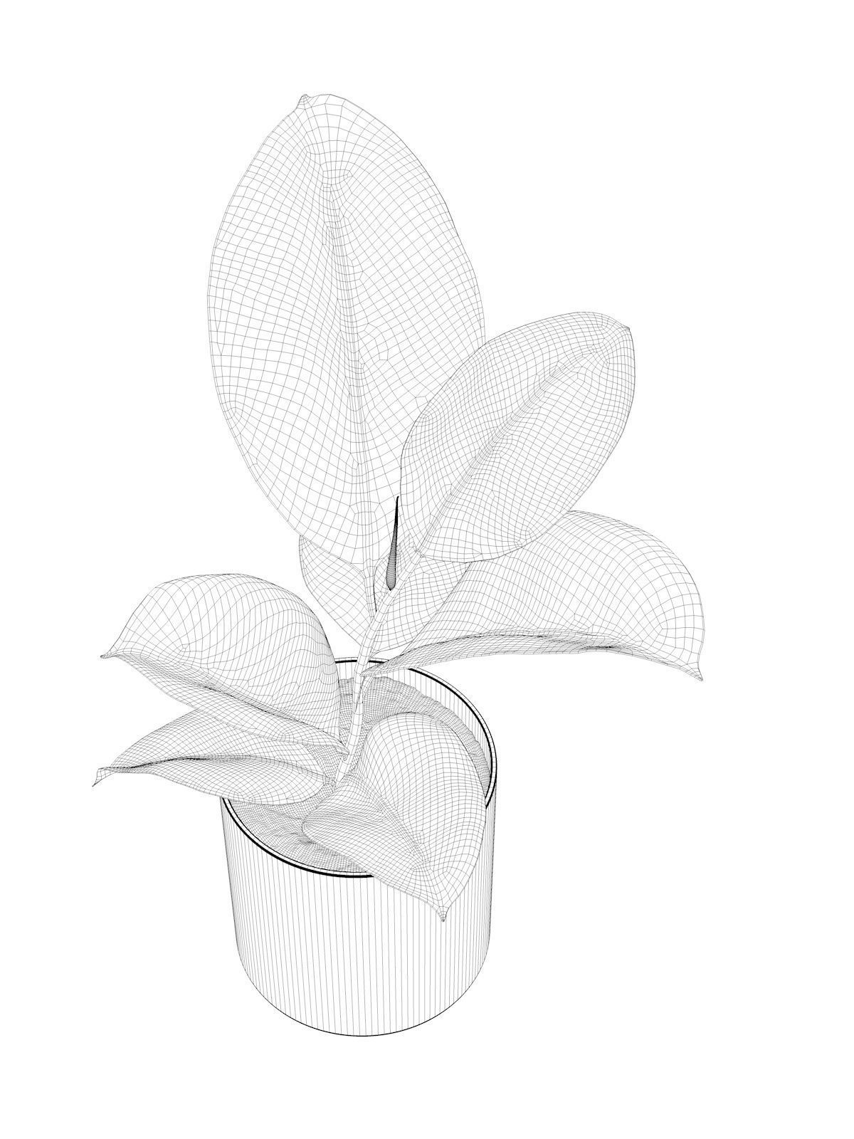 Ficus Elastica in Pot 3D model_4