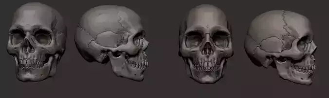 Base mesh European skull