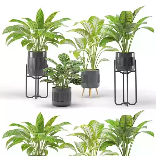 Decorative Plants