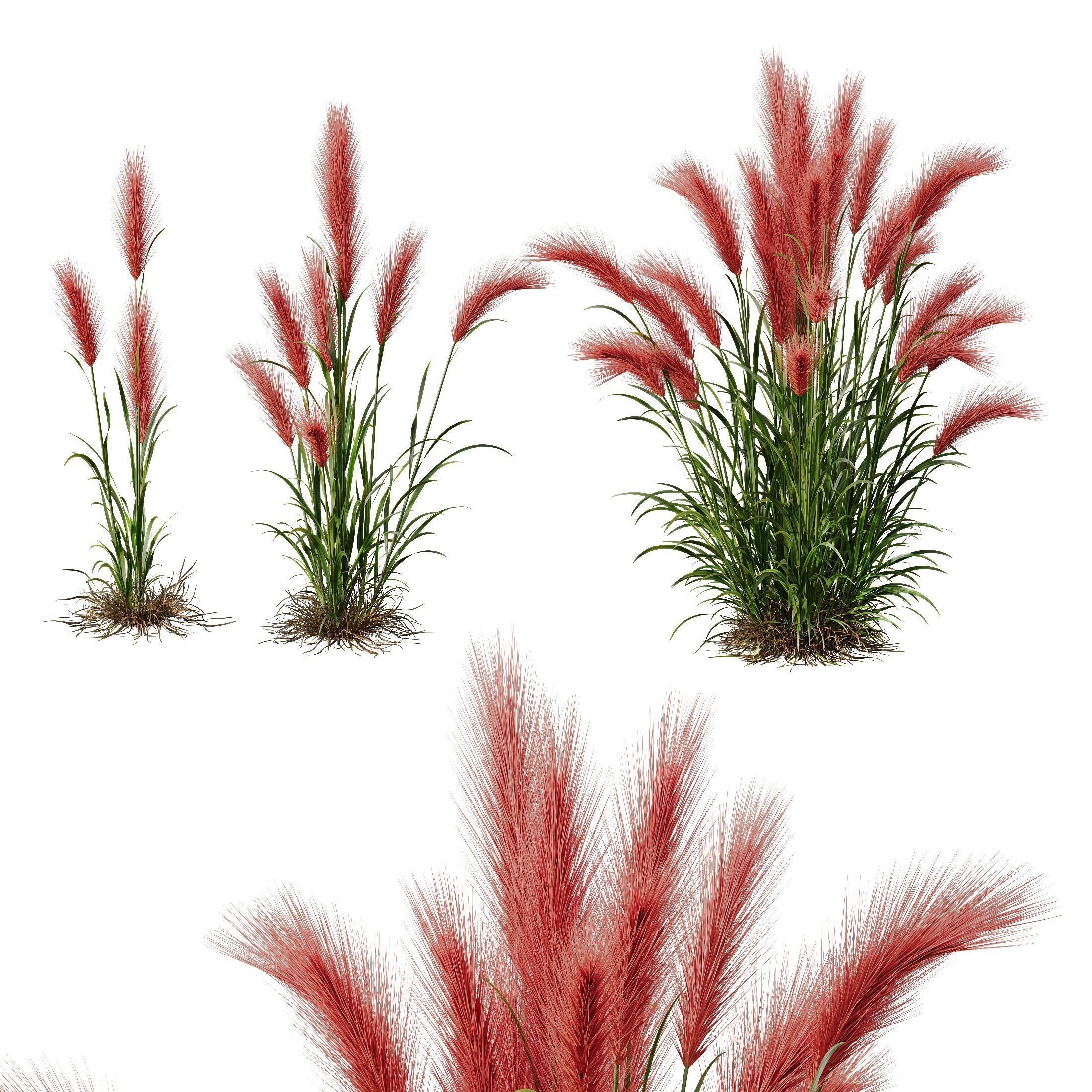 Hordeum Jubatum Foxtail Barley Ornementale Orge Version05 3D model_3
