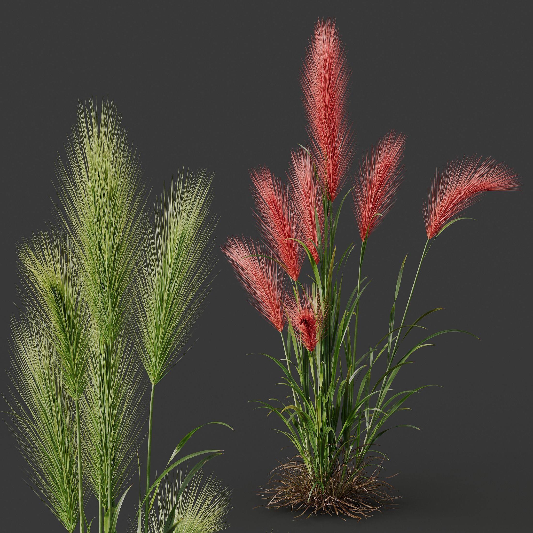 Hordeum Jubatum Foxtail Barley Ornementale Orge Version05 3D model_1