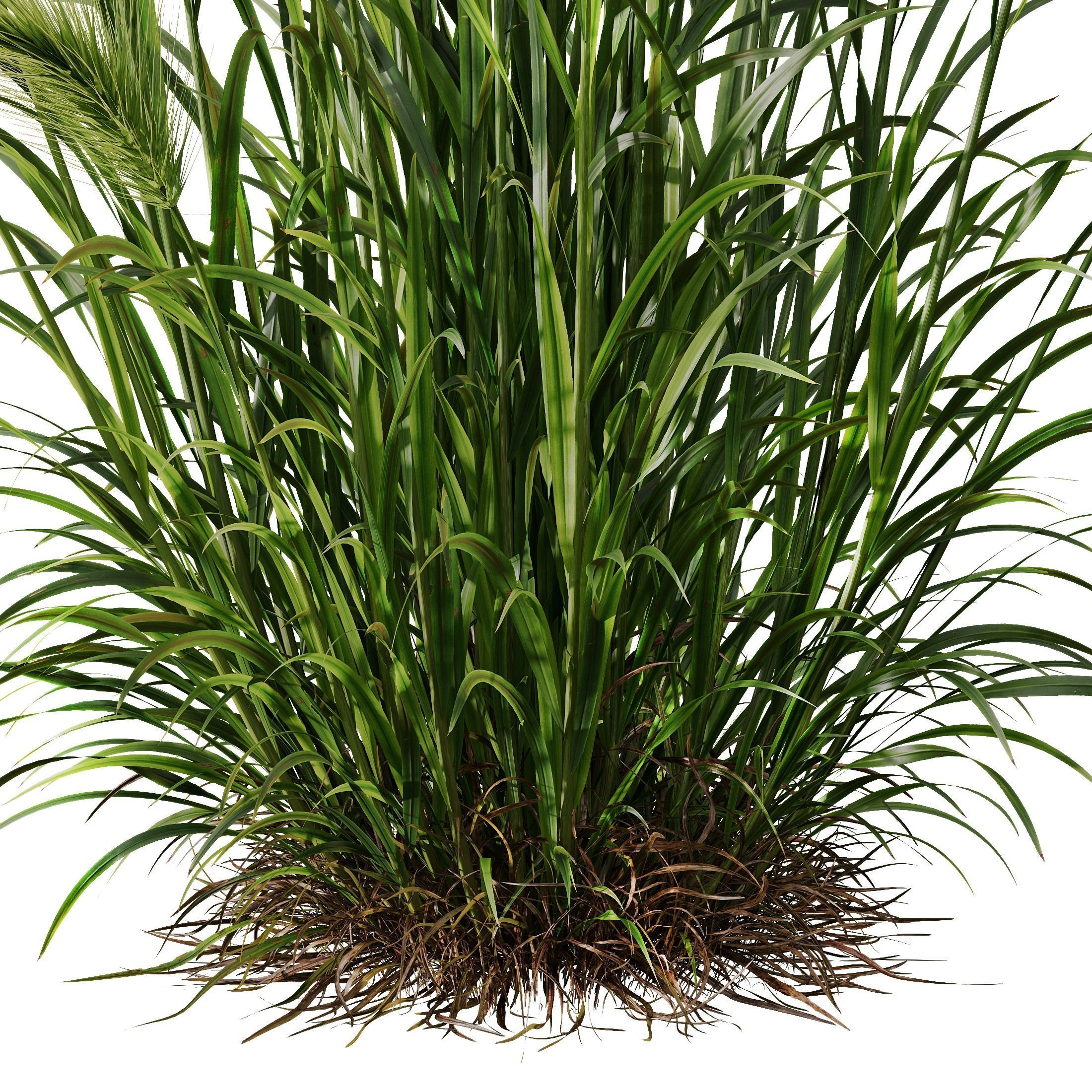 Hordeum Jubatum Foxtail Barley Ornementale Orge Version05 3D model_2