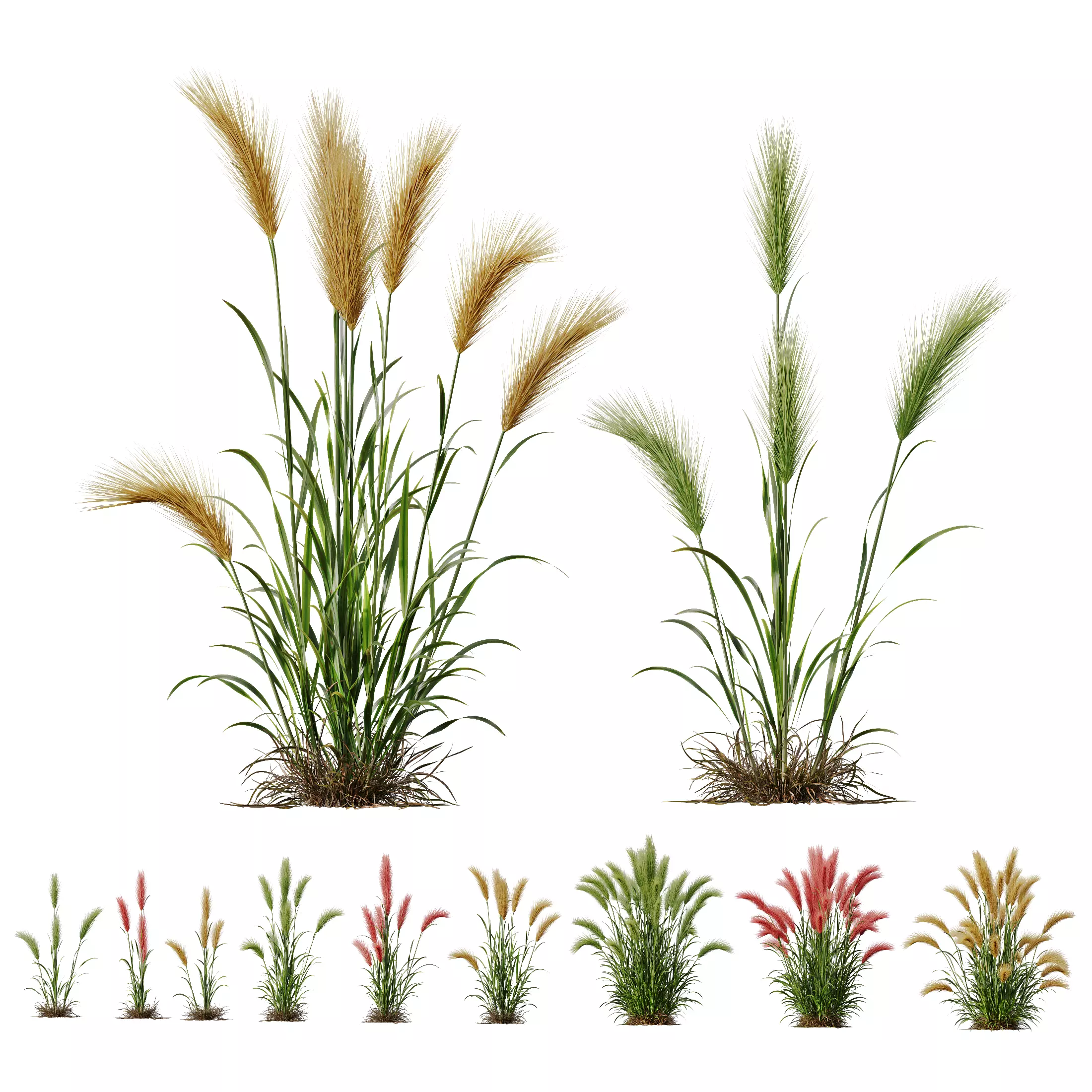 Hordeum Jubatum Foxtail Barley Ornementale Orge Version05 3D model_0