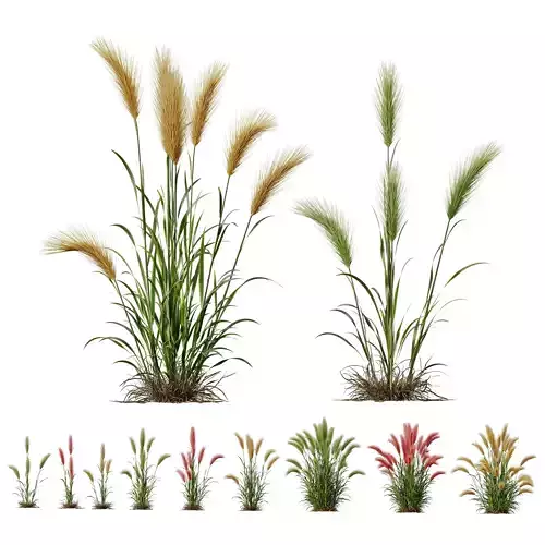 Hordeum Jubatum Foxtail Barley Ornementale Orge Version05 3D model