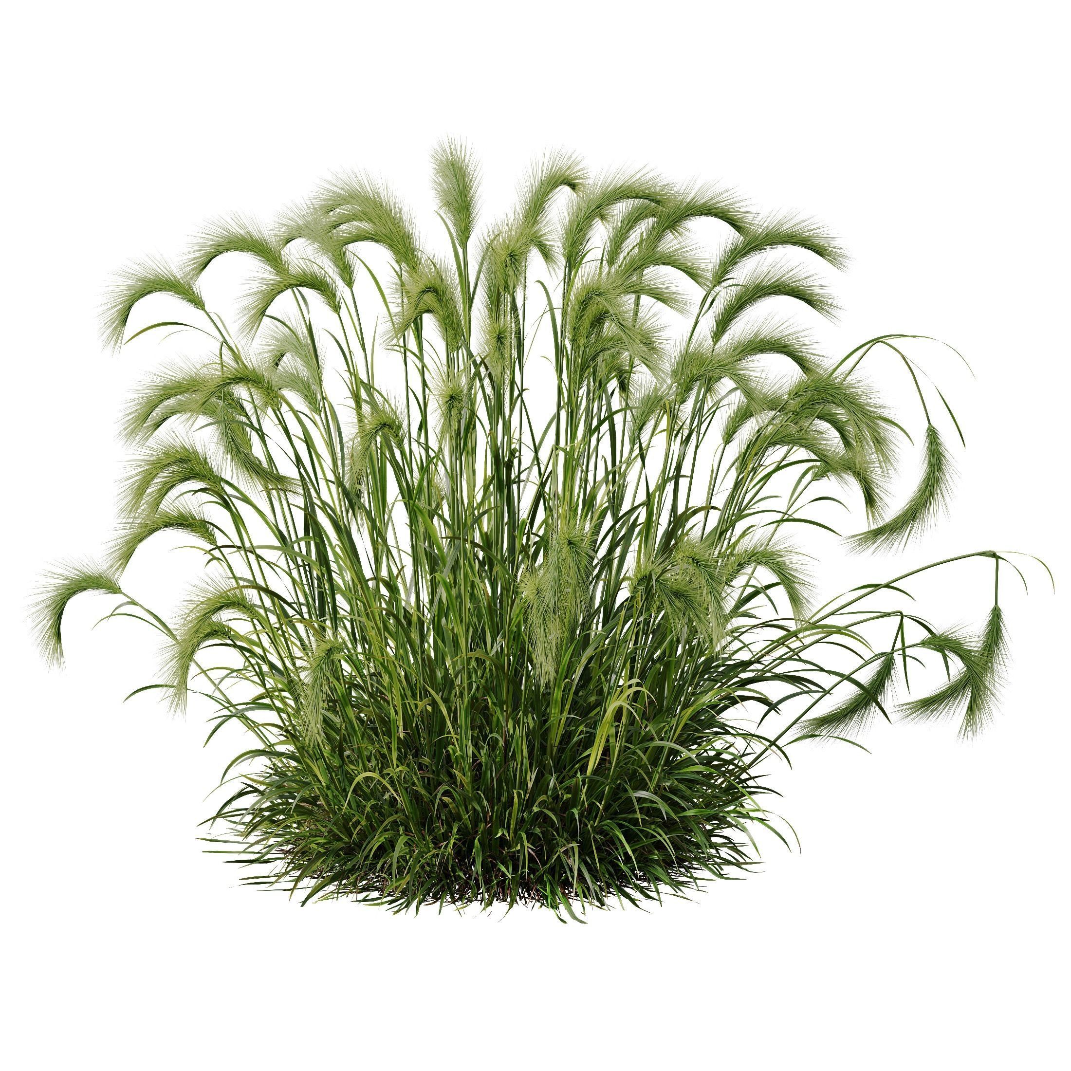 Hordeum Jubatum Foxtail Barley Ornementale Orge Version03 3D model_3