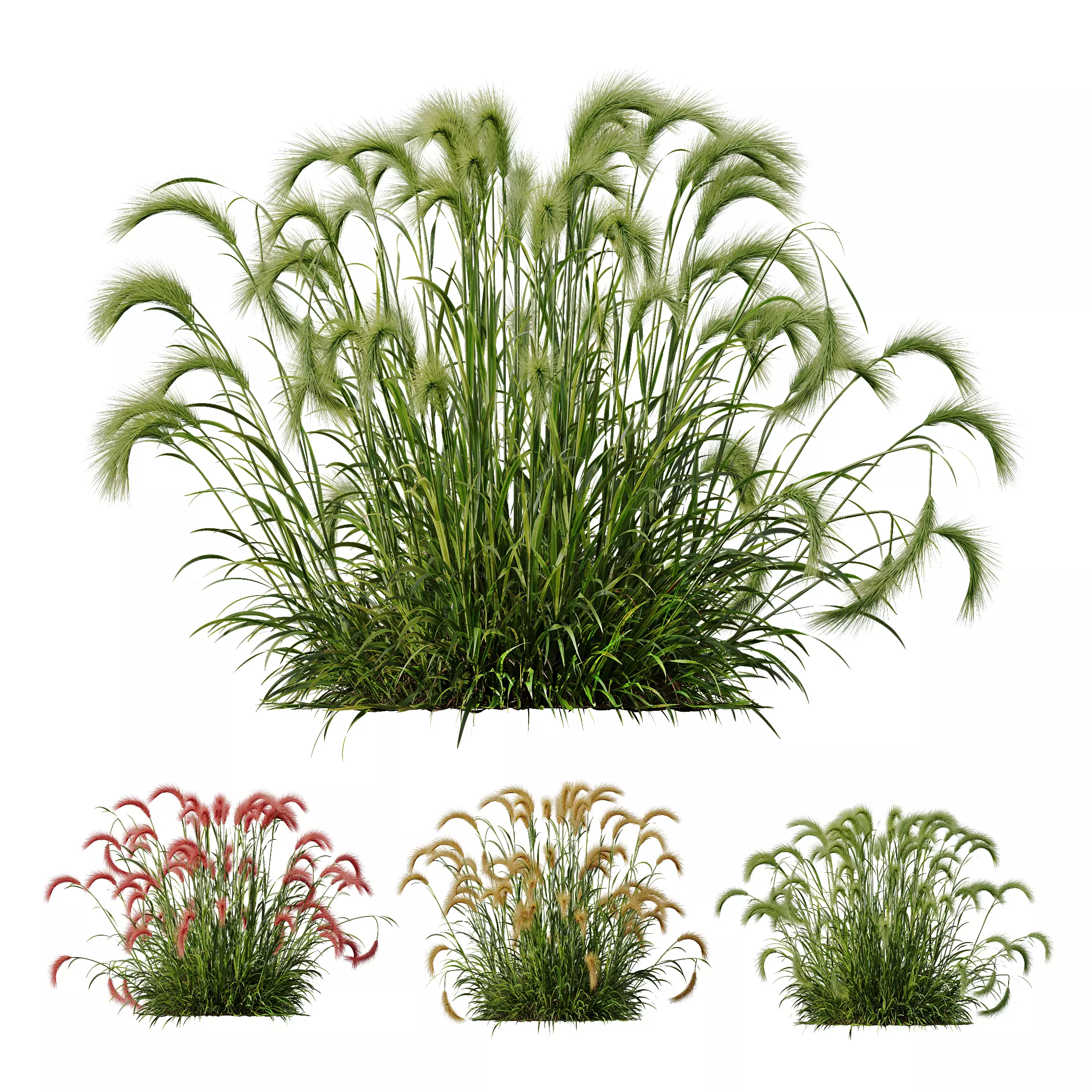 Hordeum Jubatum Foxtail Barley Ornementale Orge Version03 3D model_0