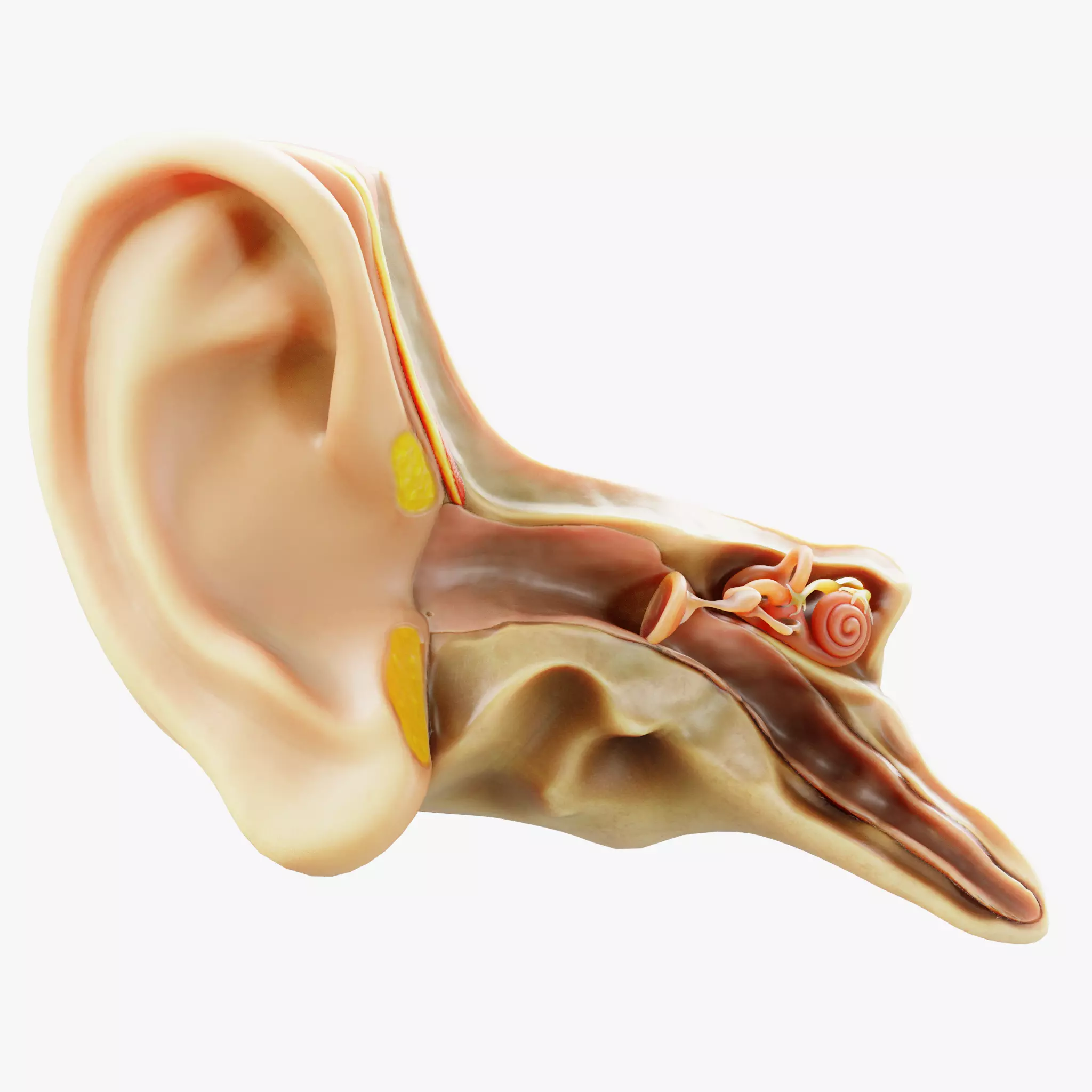 Cross section ear anatomy 3D model