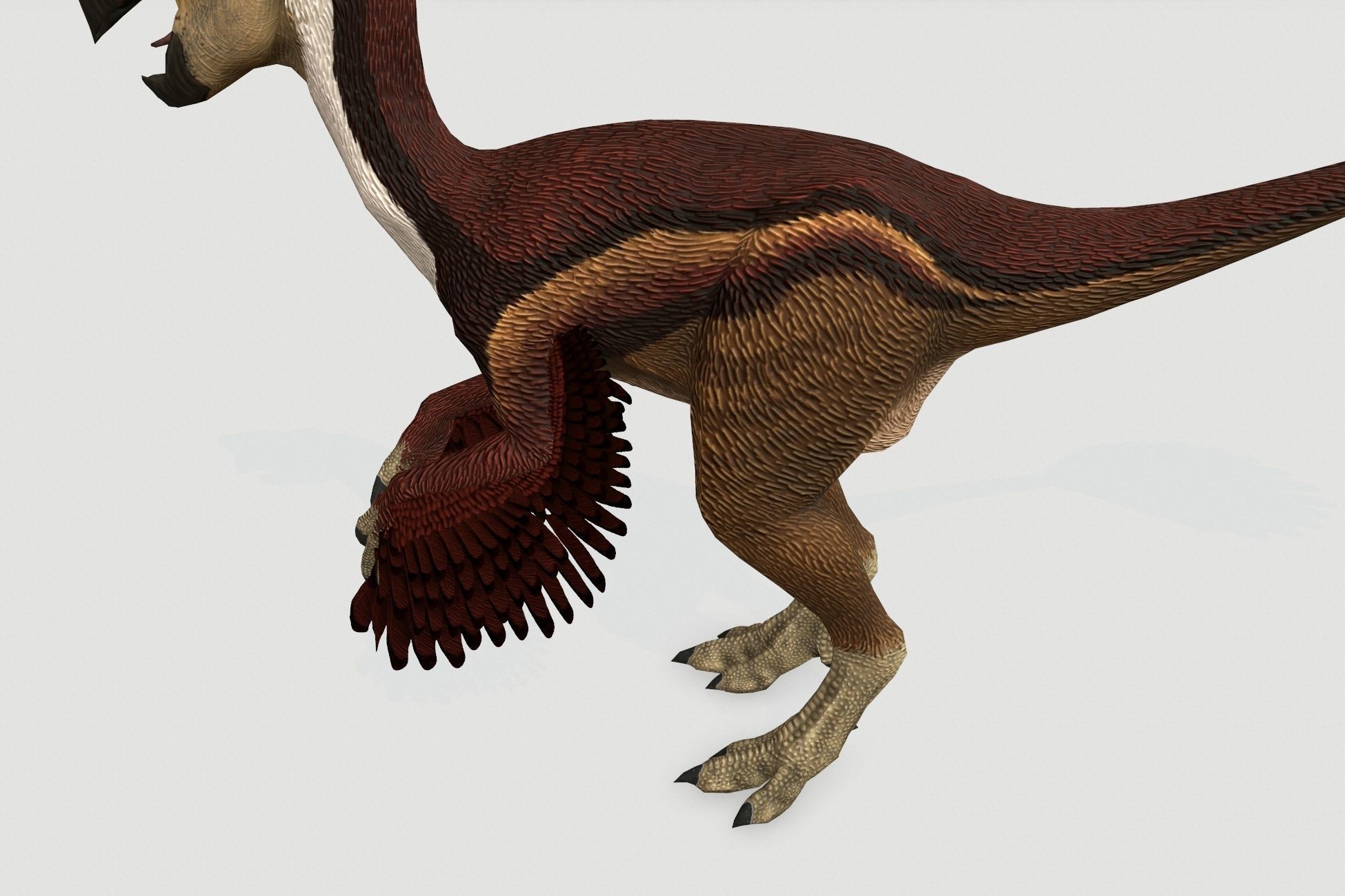 Oviraptor Low-poly 3D model_5