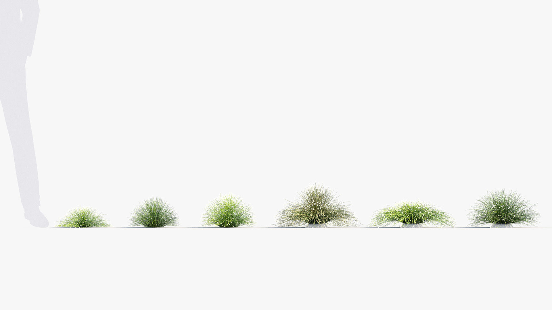 Isolepis cernua Fibre optic grass 3D Model 01 3D model_1