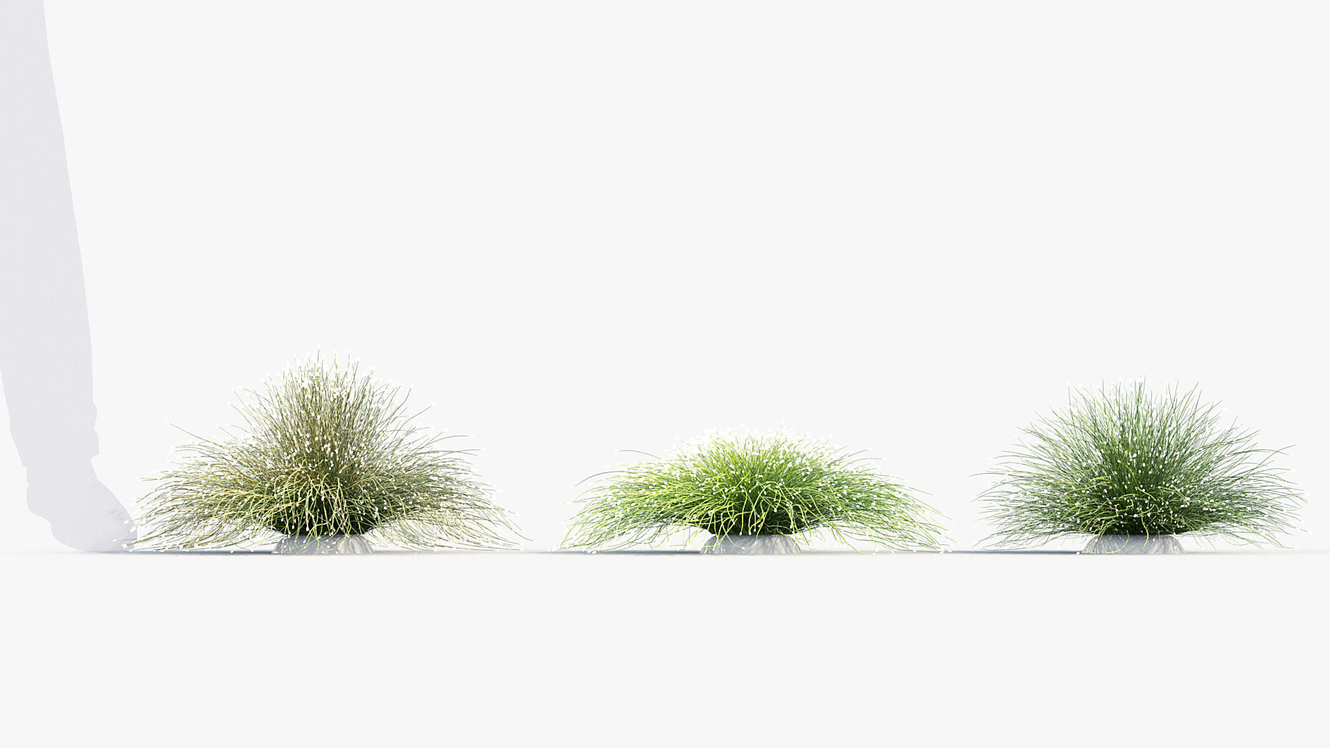 Isolepis cernua Fibre optic grass 3D Model 01 3D model_3