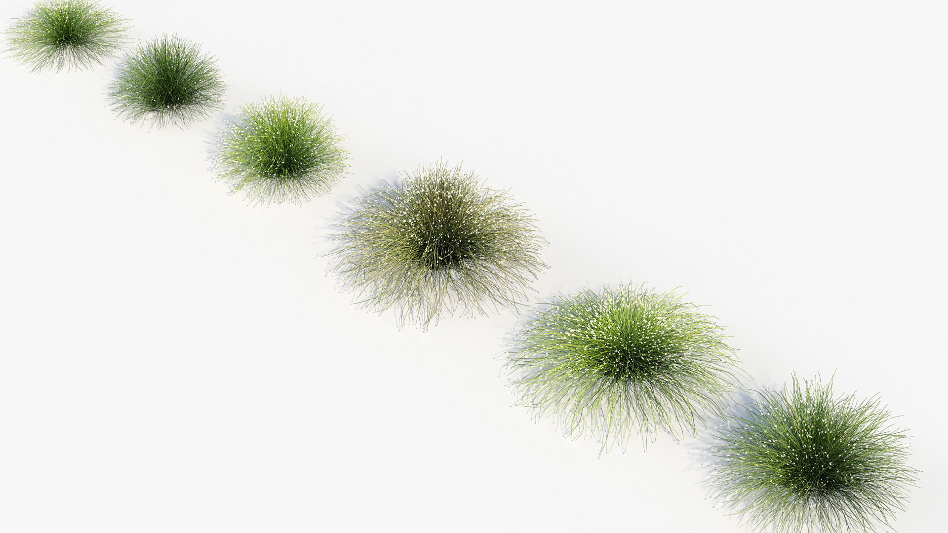 Isolepis cernua Fibre optic grass 3D Model 01 3D model_7