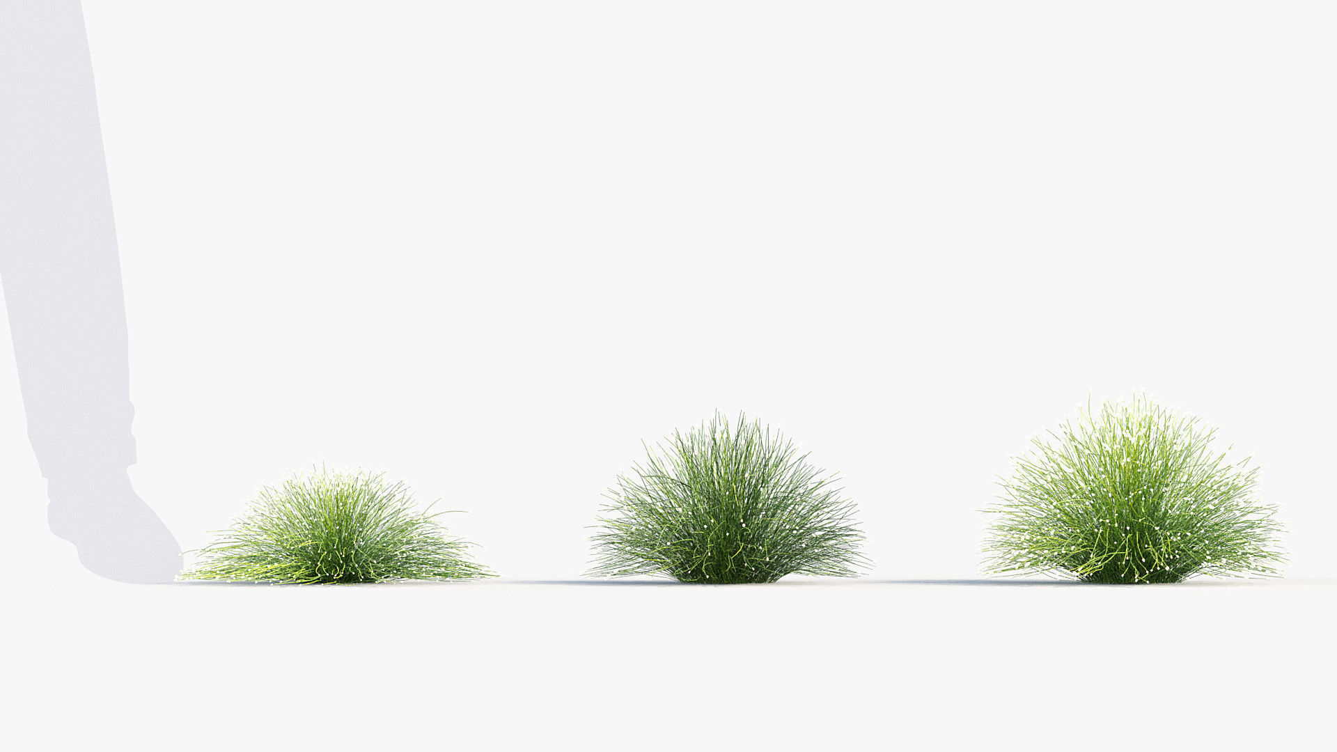Isolepis cernua Fibre optic grass 3D Model 01 3D model_2