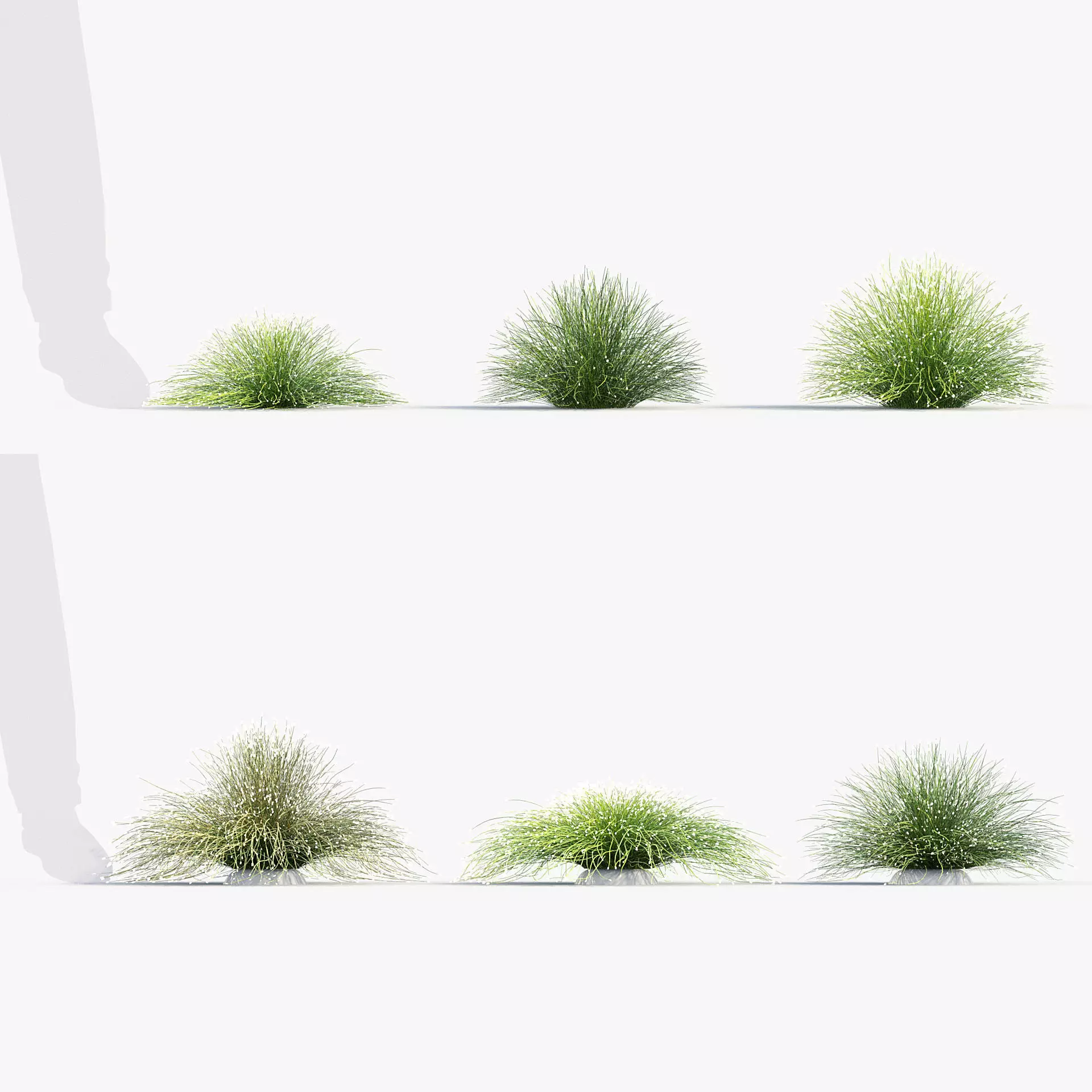 Isolepis cernua Fibre optic grass 3D Model 01 3D model_0