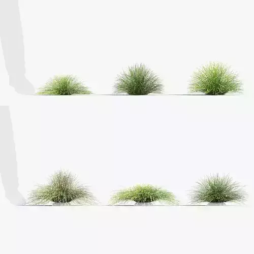 Isolepis cernua Fibre optic grass 3D Model 01
