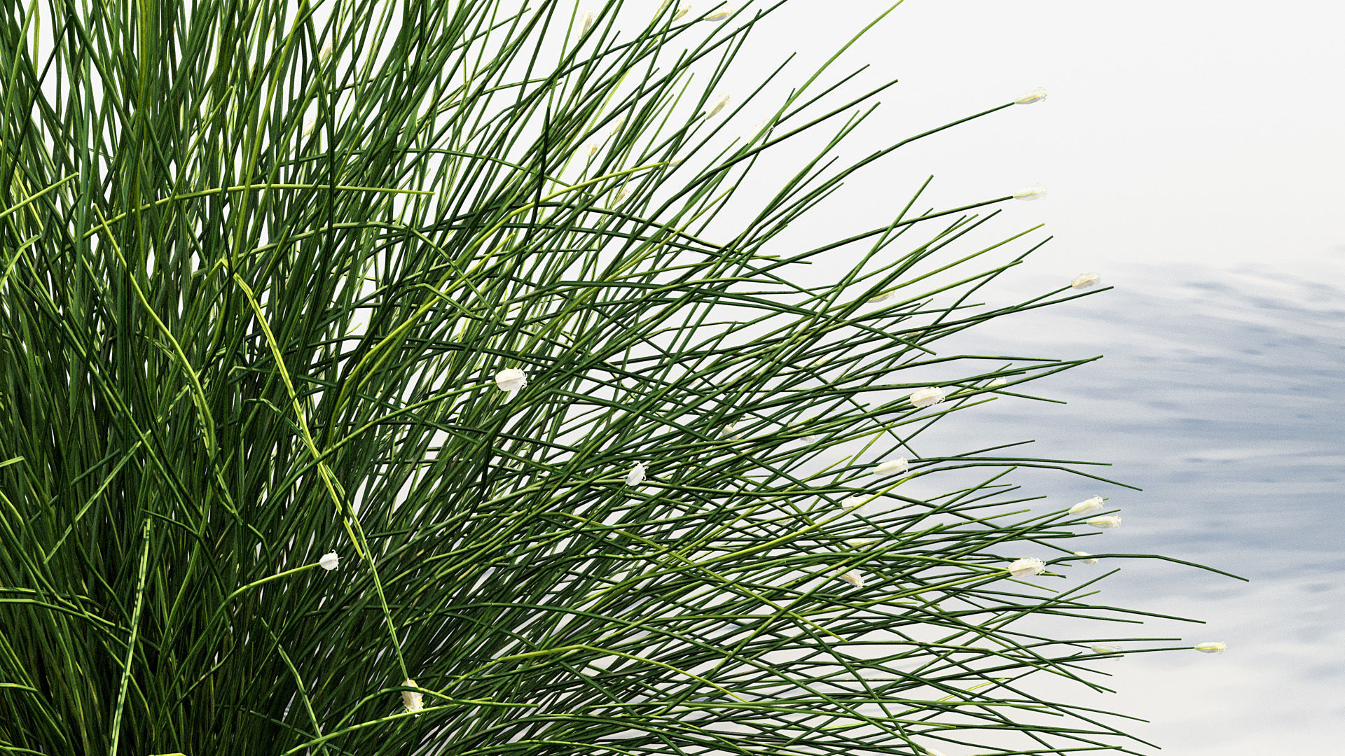 Isolepis cernua Fibre optic grass 3D Model 01 3D model_5