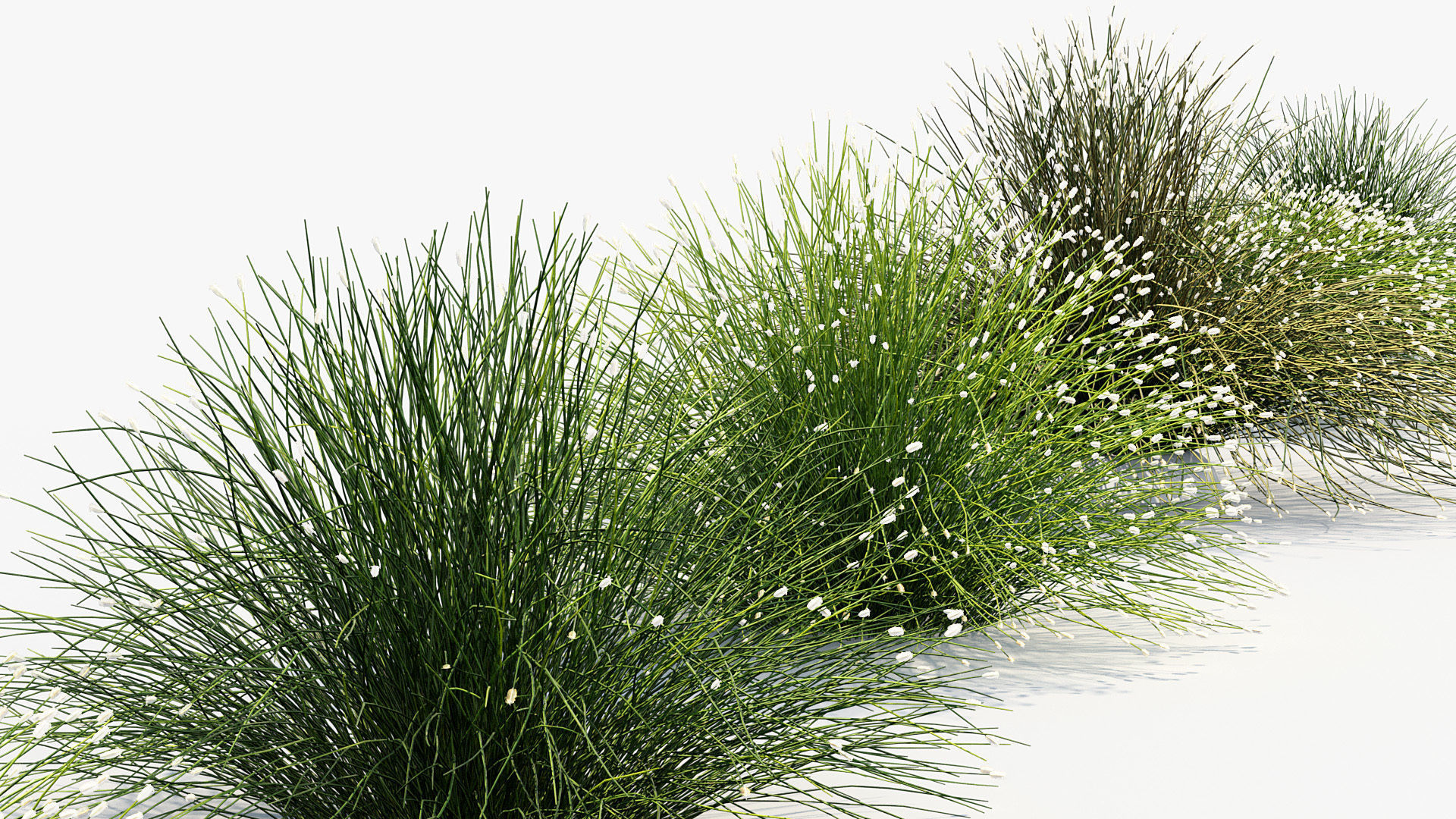 Isolepis cernua Fibre optic grass 3D Model 01 3D model_4