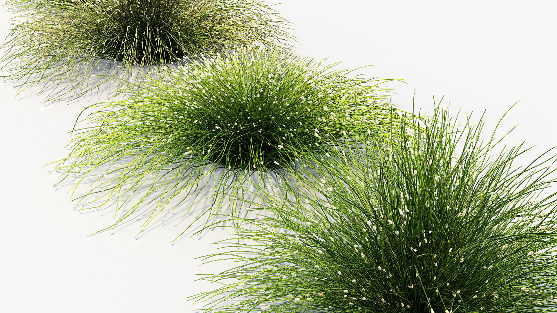 Isolepis cernua Fibre optic grass 3D Model 01 3D model_6