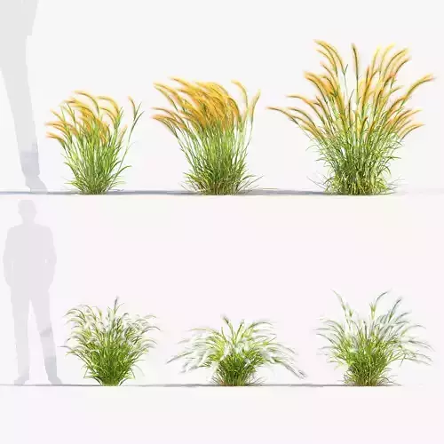 Hordeum jubatum Foxtail barley 3D Model 02