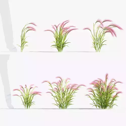 Hordeum jubatum Foxtail barley 3D Model 01