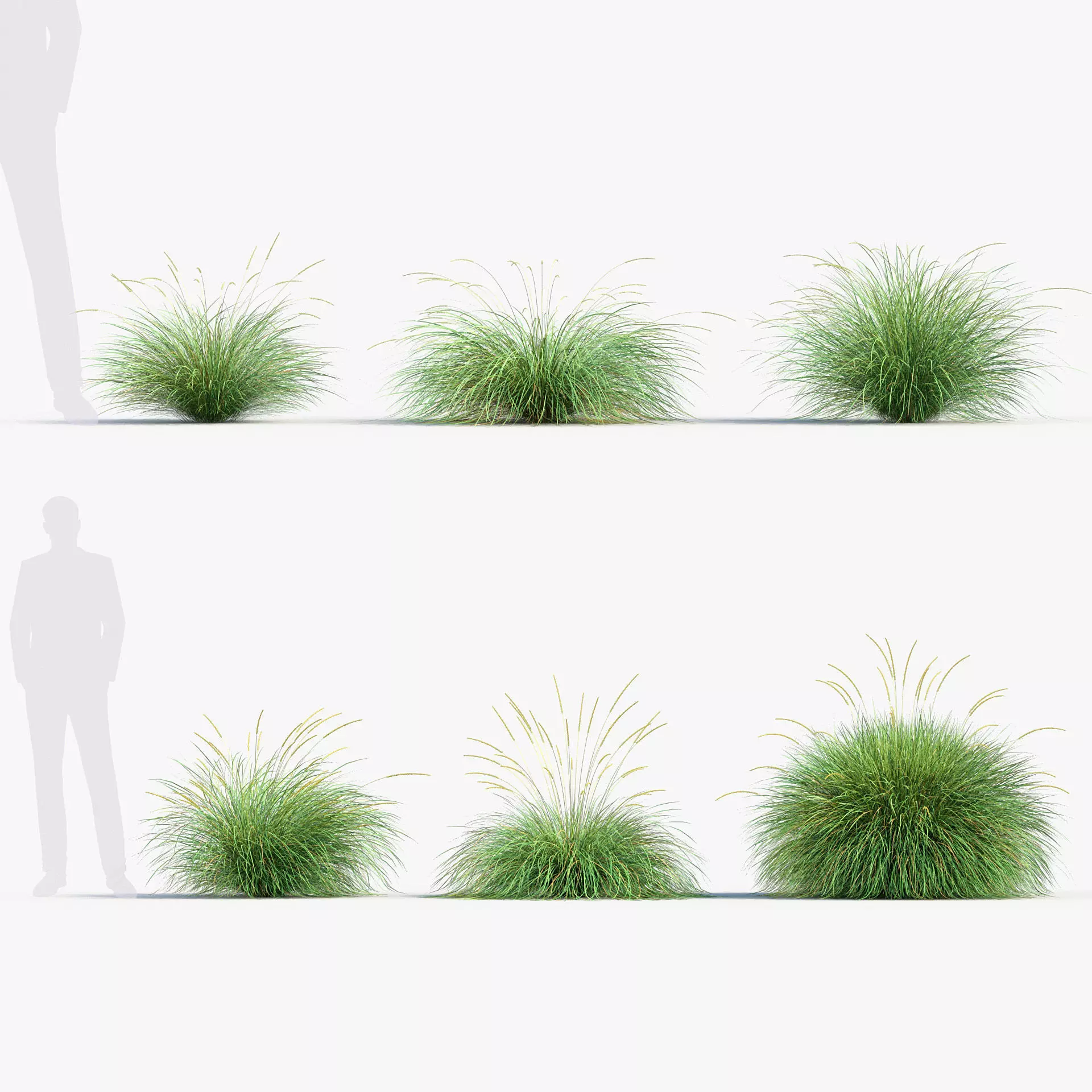 Festuca mairei - Atlas fescue 02 3D model