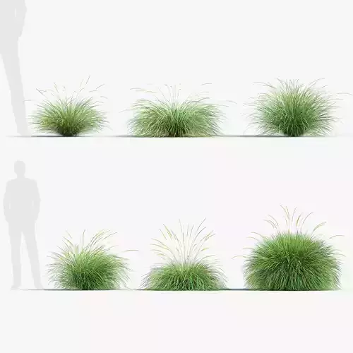Festuca mairei Atlas fescue 3D Model 02 3D model