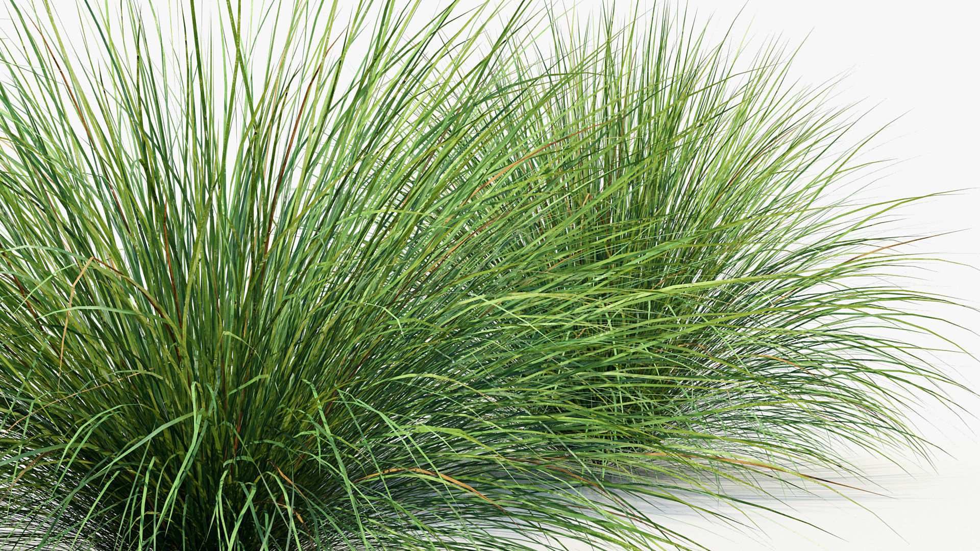 Festuca mairei Atlas fescue 3D Model 01 3D model_5