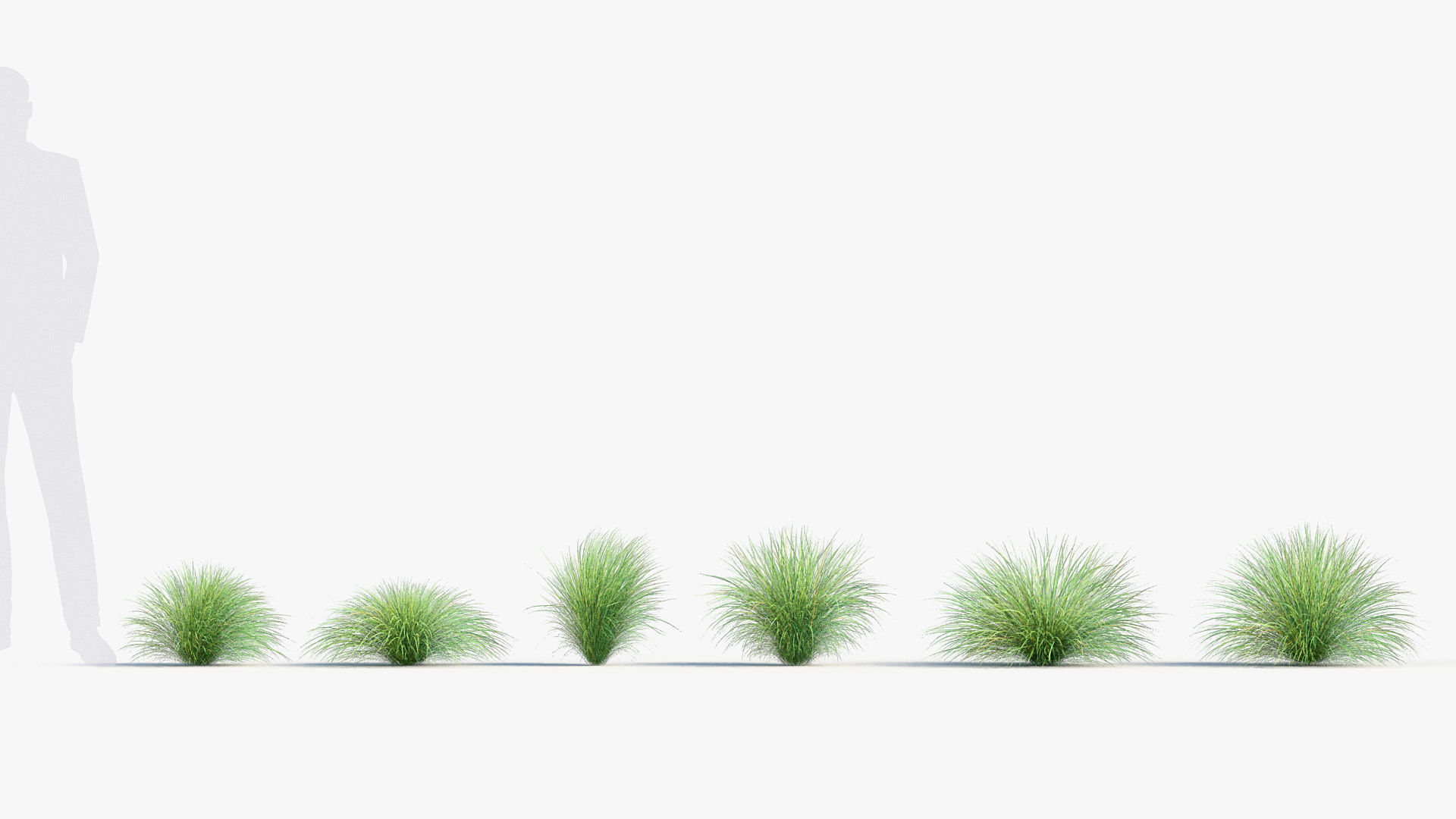 Festuca mairei Atlas fescue 3D Model 01 3D model_1