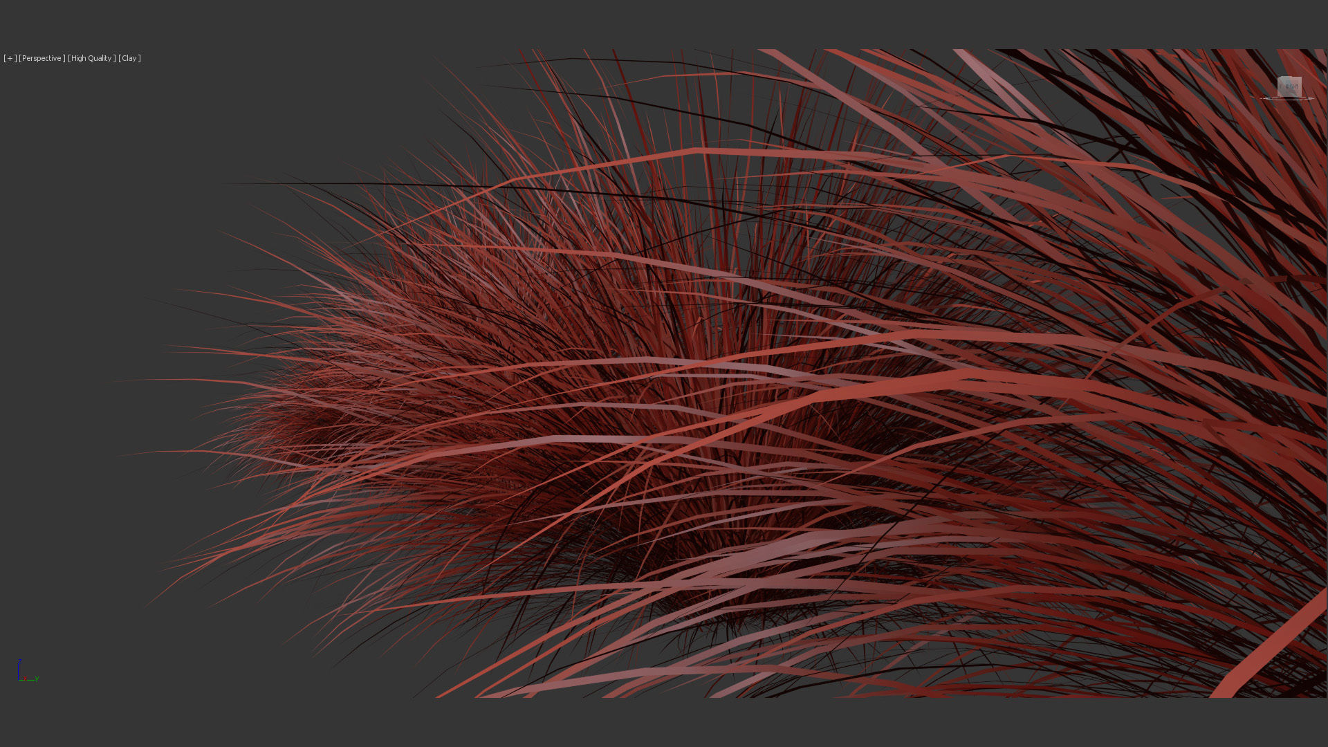 Festuca mairei Atlas fescue 3D Model 01 3D model_9
