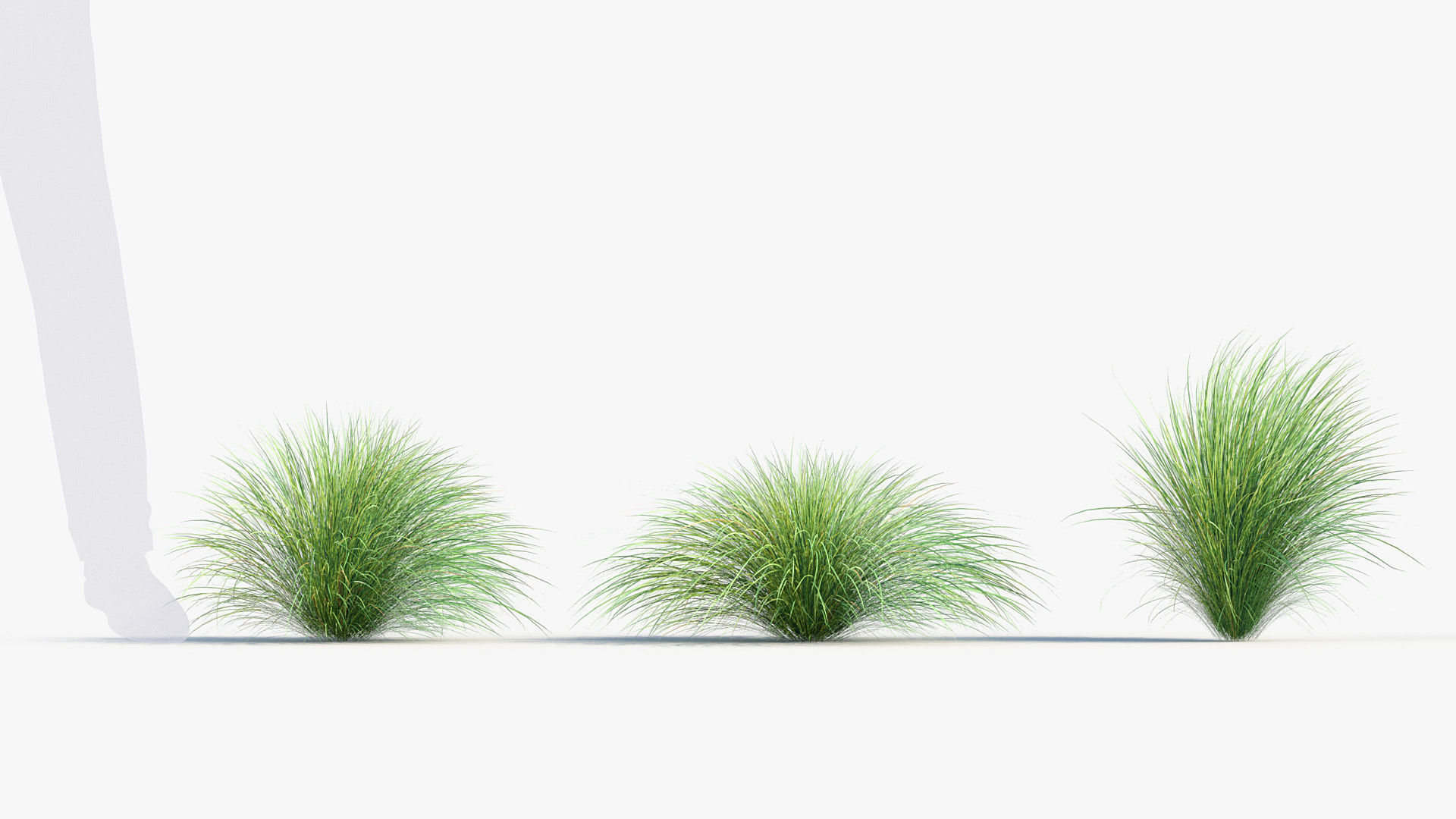 Festuca mairei Atlas fescue 3D Model 01 3D model_2