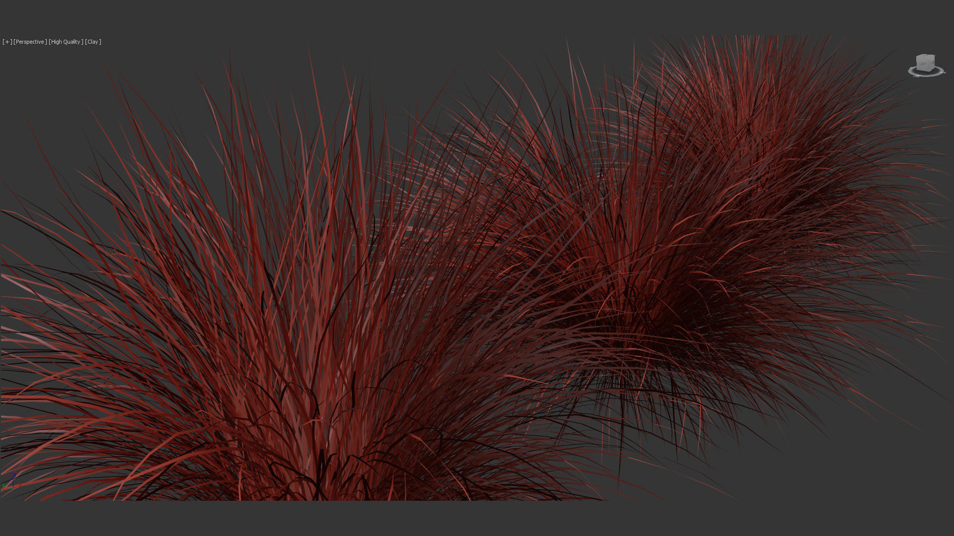 Festuca mairei Atlas fescue 3D Model 01 3D model_13