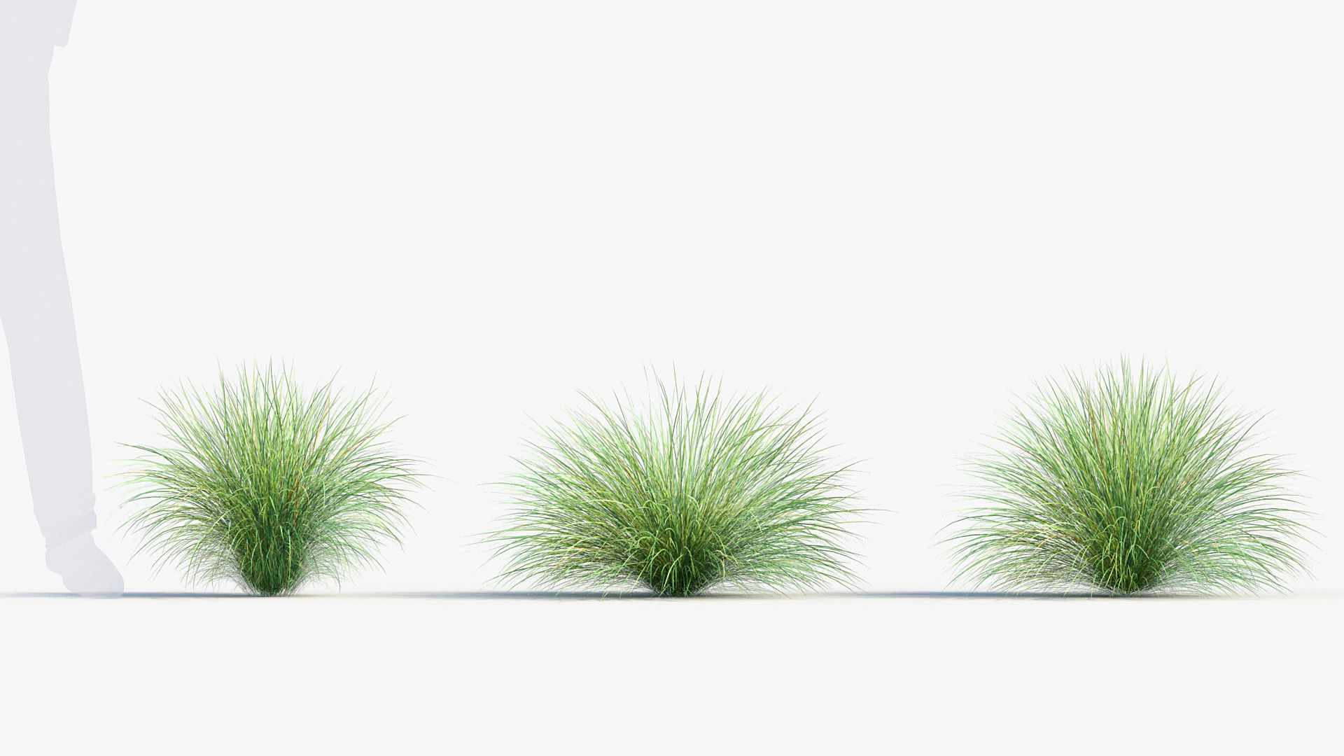 Festuca mairei Atlas fescue 3D Model 01 3D model_3