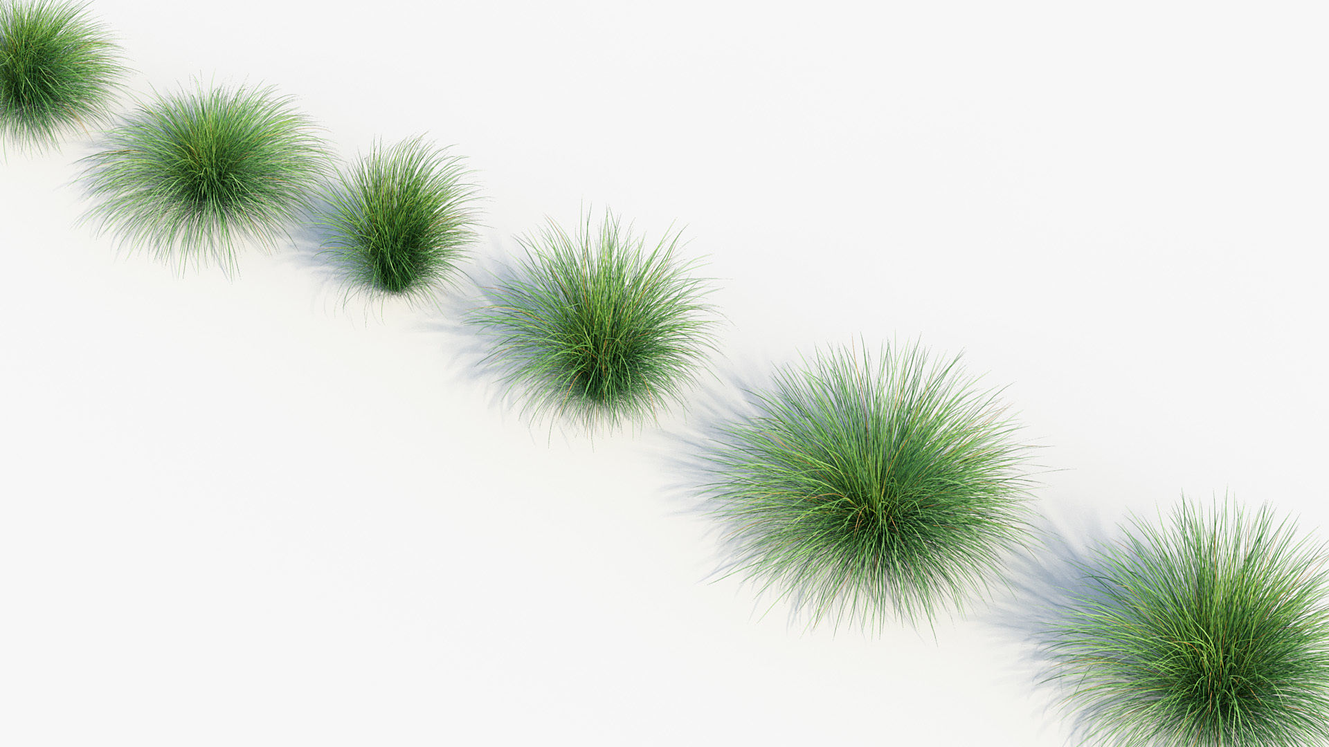 Festuca mairei Atlas fescue 3D Model 01 3D model_7