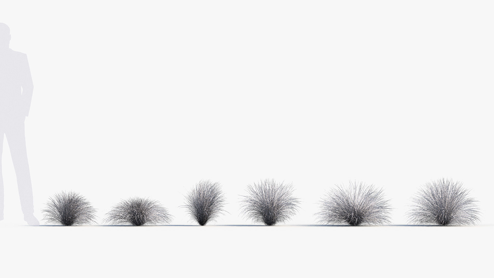 Festuca mairei Atlas fescue 3D Model 01 3D model_8