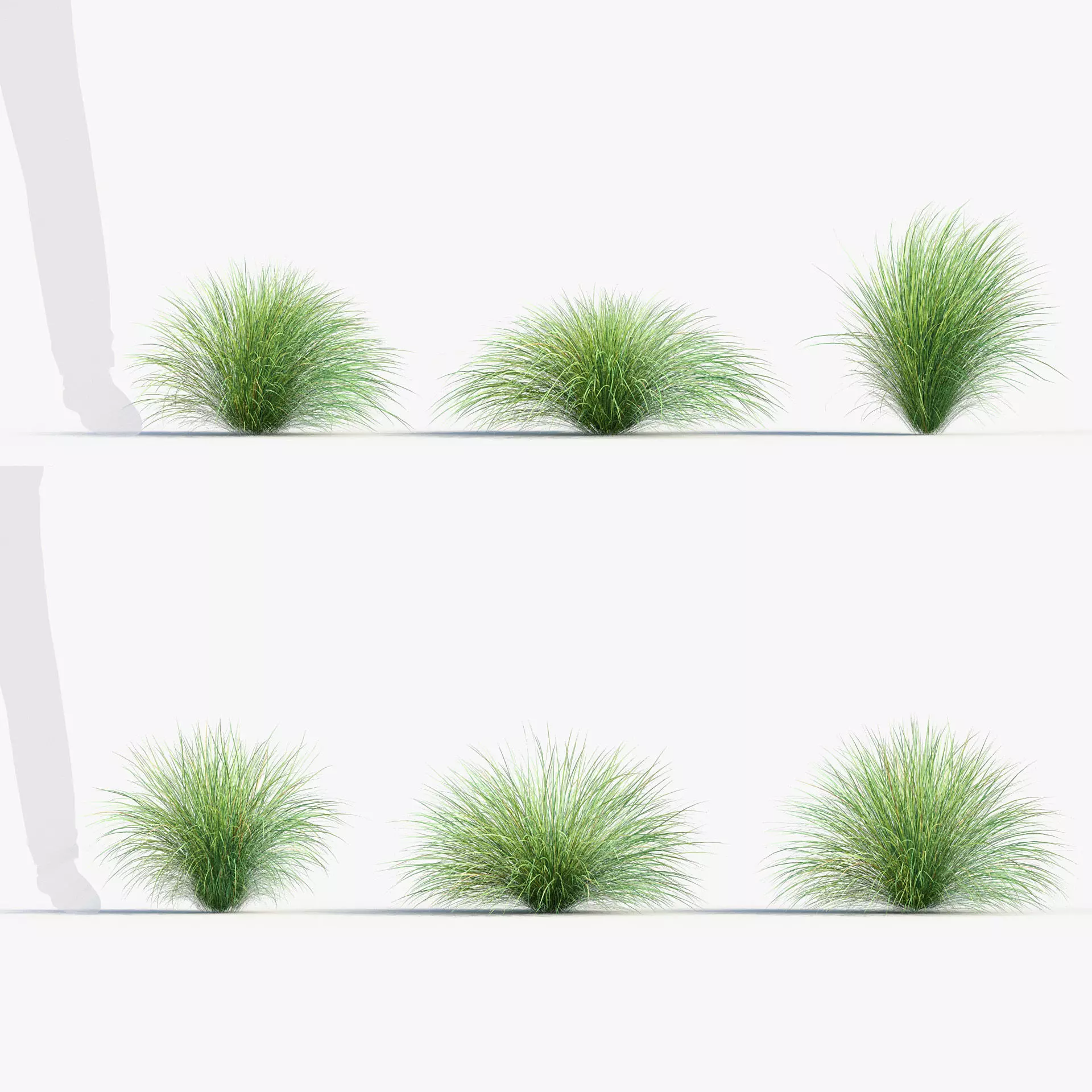 Festuca mairei - Atlas fescue 01 3D model