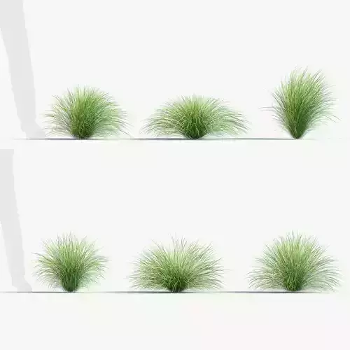 Festuca mairei Atlas fescue 3D Model 01 3D model