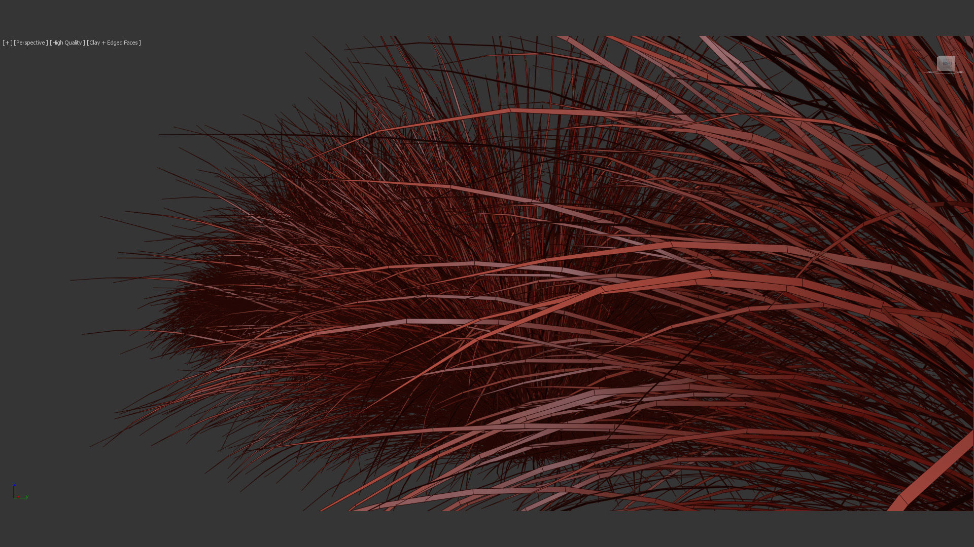 Festuca mairei Atlas fescue 3D Model 01 3D model_10