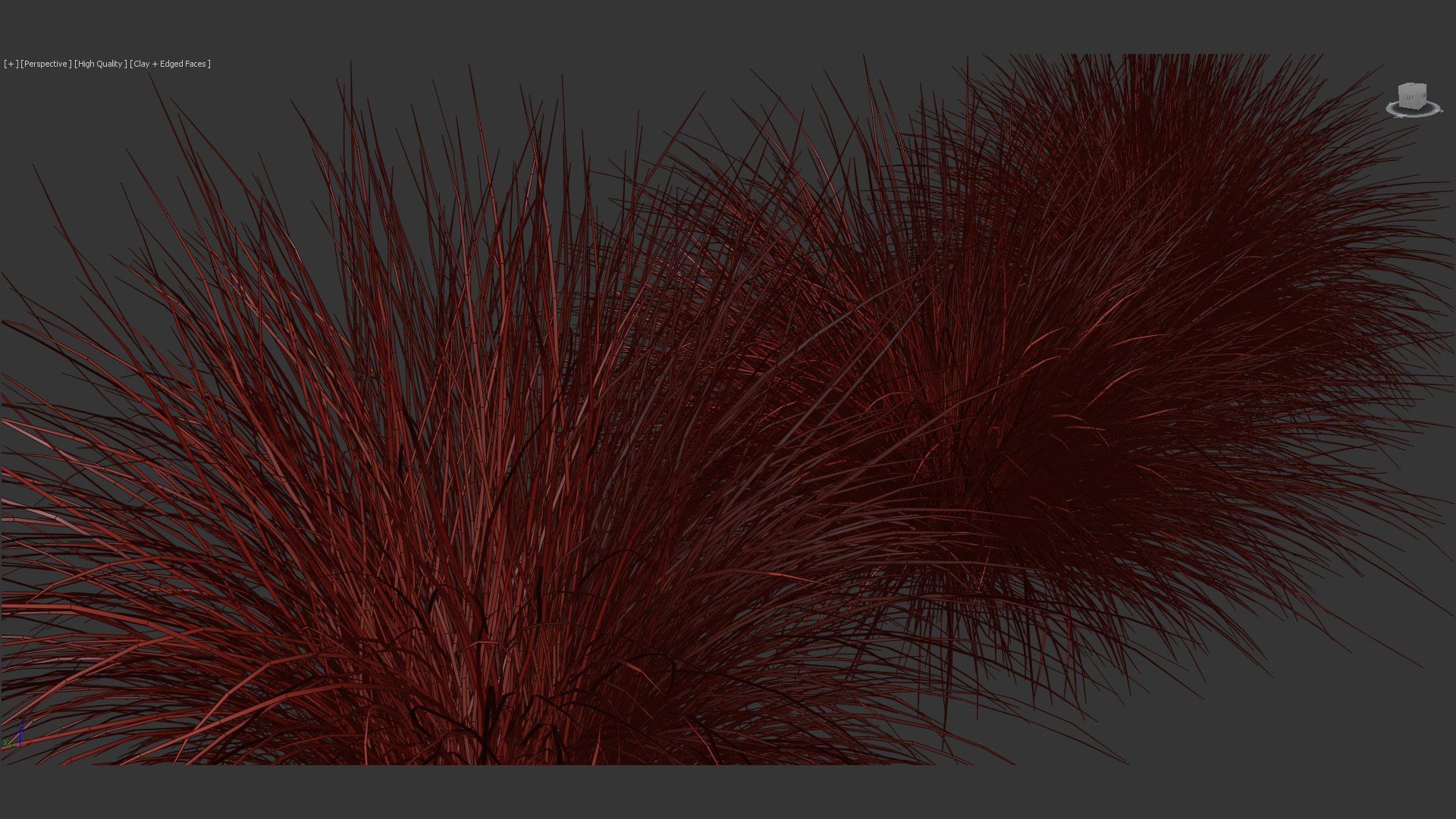 Festuca mairei Atlas fescue 3D Model 01 3D model_14