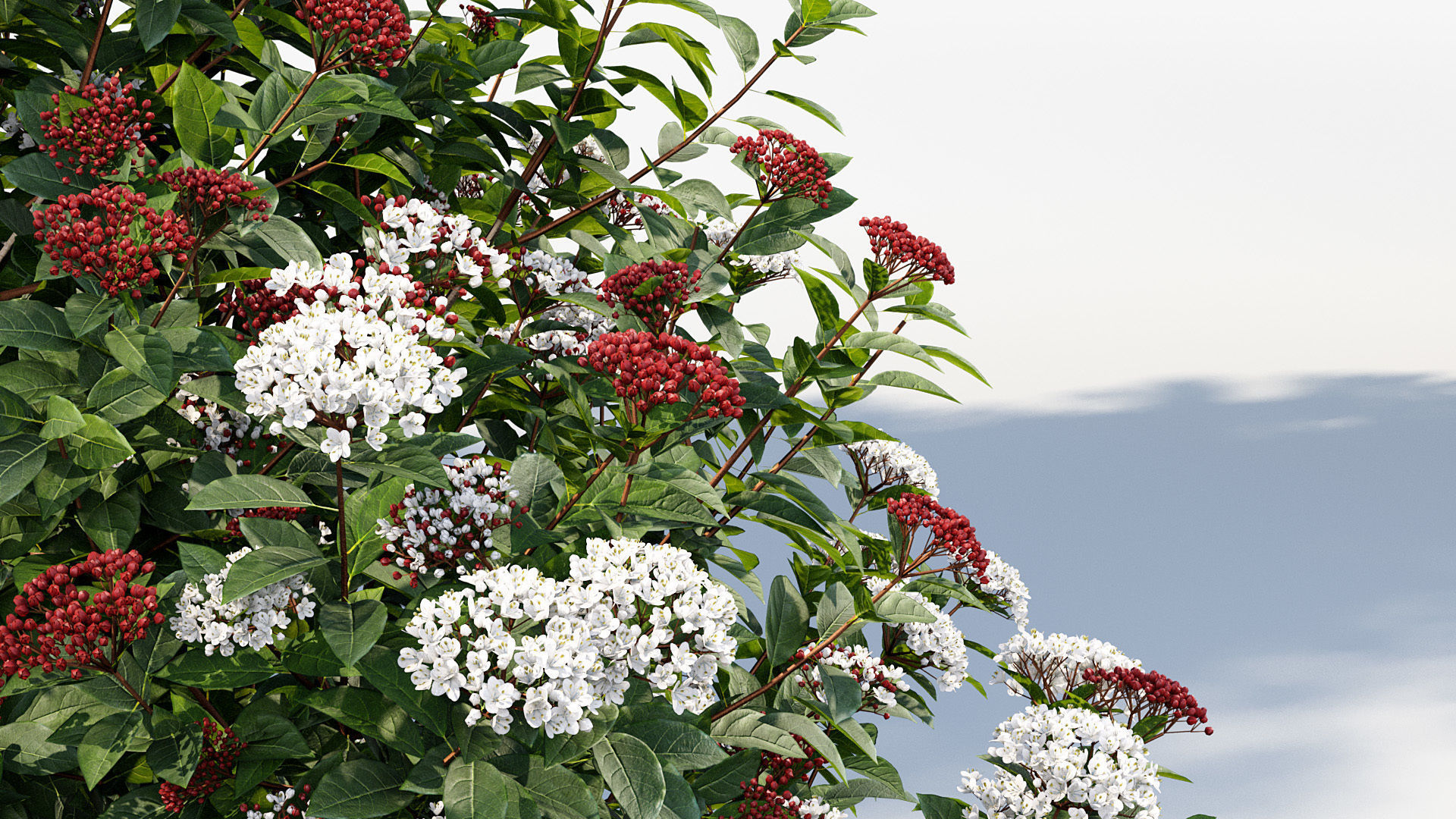 Viburnum tinus Laurustinus 3D model_4