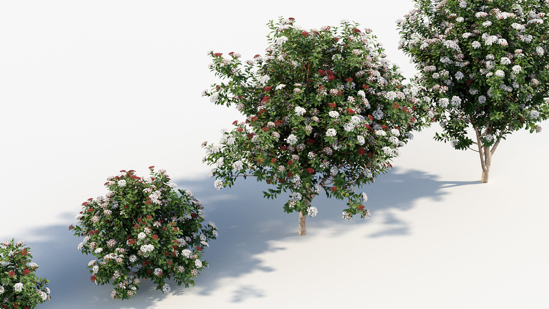 Viburnum tinus Laurustinus 3D model_7
