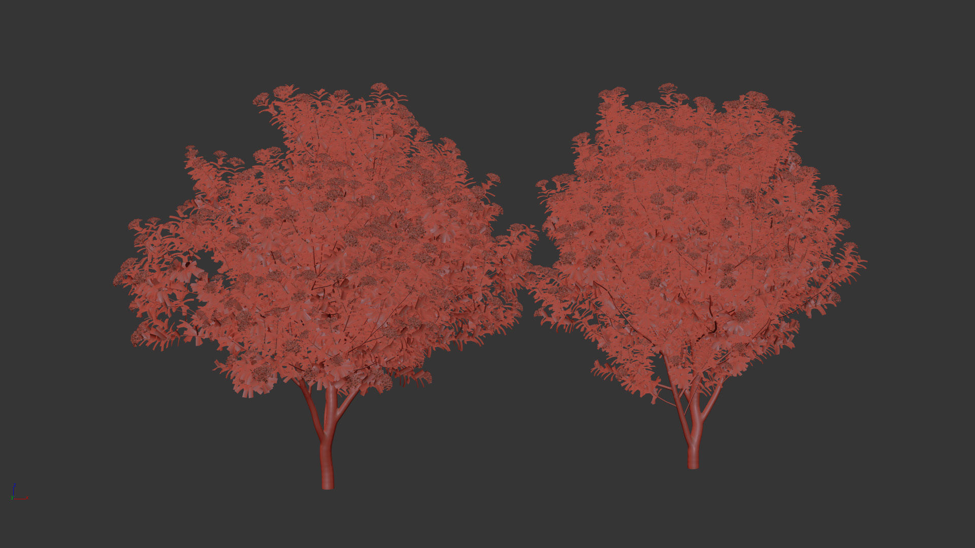 Viburnum tinus Laurustinus 3D model_11