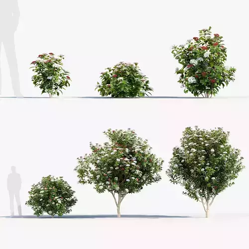 Viburnum tinus Laurustinus