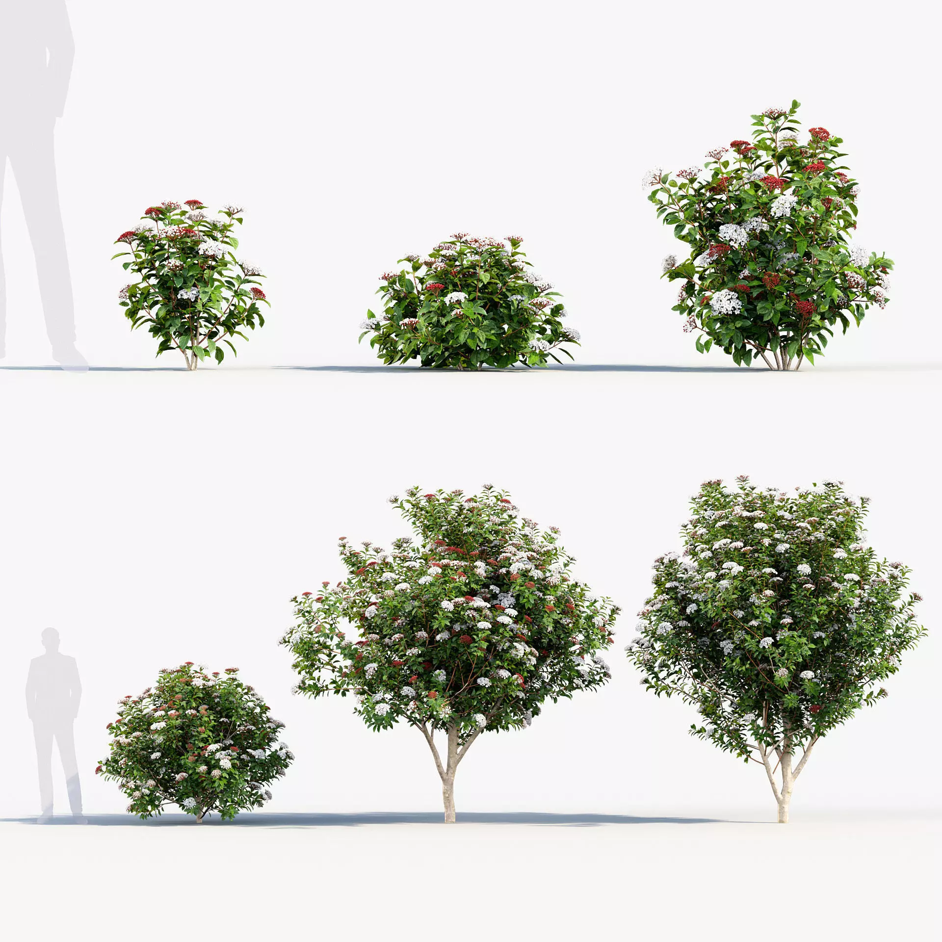 Viburnum tinus Laurustinus 3D model_0