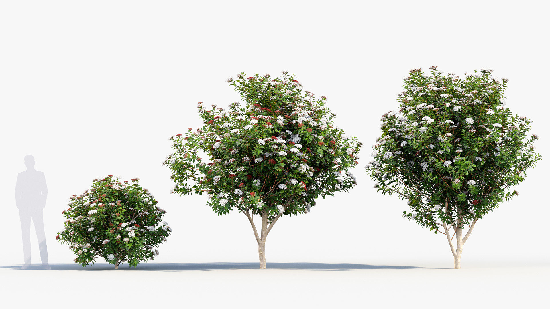 Viburnum tinus Laurustinus 3D model_3