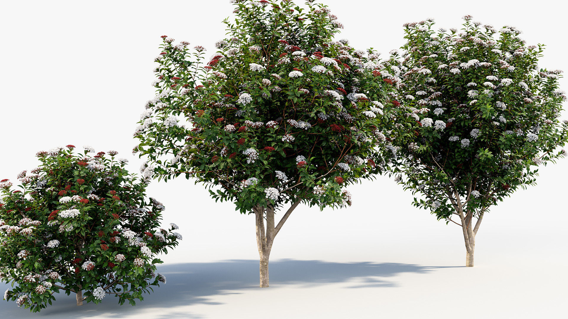 Viburnum tinus Laurustinus 3D model_6