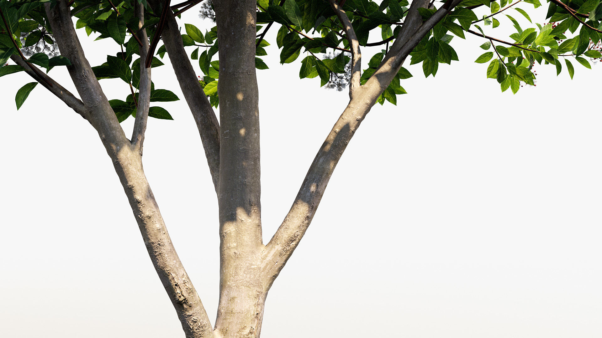 Viburnum tinus Laurustinus 3D model_5