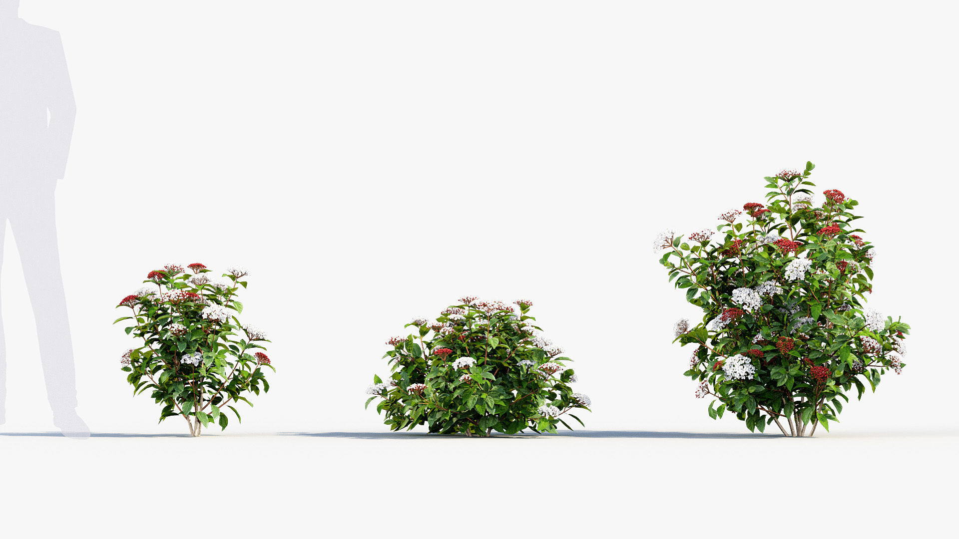 Viburnum tinus Laurustinus 3D model_2