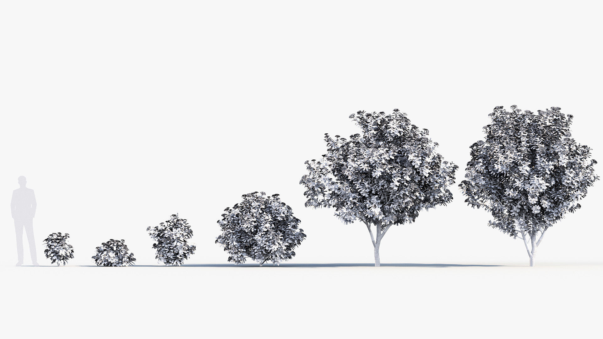 Viburnum tinus Laurustinus 3D model_8